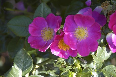 Hundsrose 'Kiese' mit Blüte; Einsatz: Heckenpflanze, reichblühend;;hier kaufen