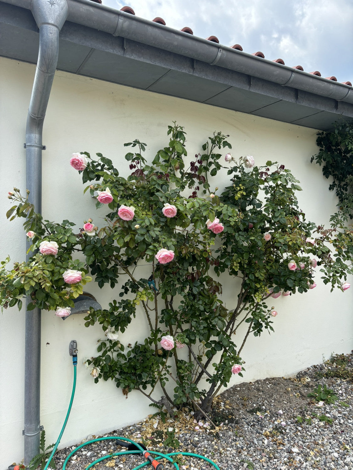 Rosa 'Eden Rose '85' KL; hier mit Blüte; gute Blattgesundheit; Einsatzmöglichkeit z.B. : Pergolen;;günstig mit Qualität