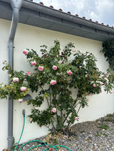 Rosa 'Eden Rose '85' KL; hier mit Blüte; gute Blattgesundheit; Einsatzmöglichkeit z.B. : Pergolen;;günstig mit Qualität