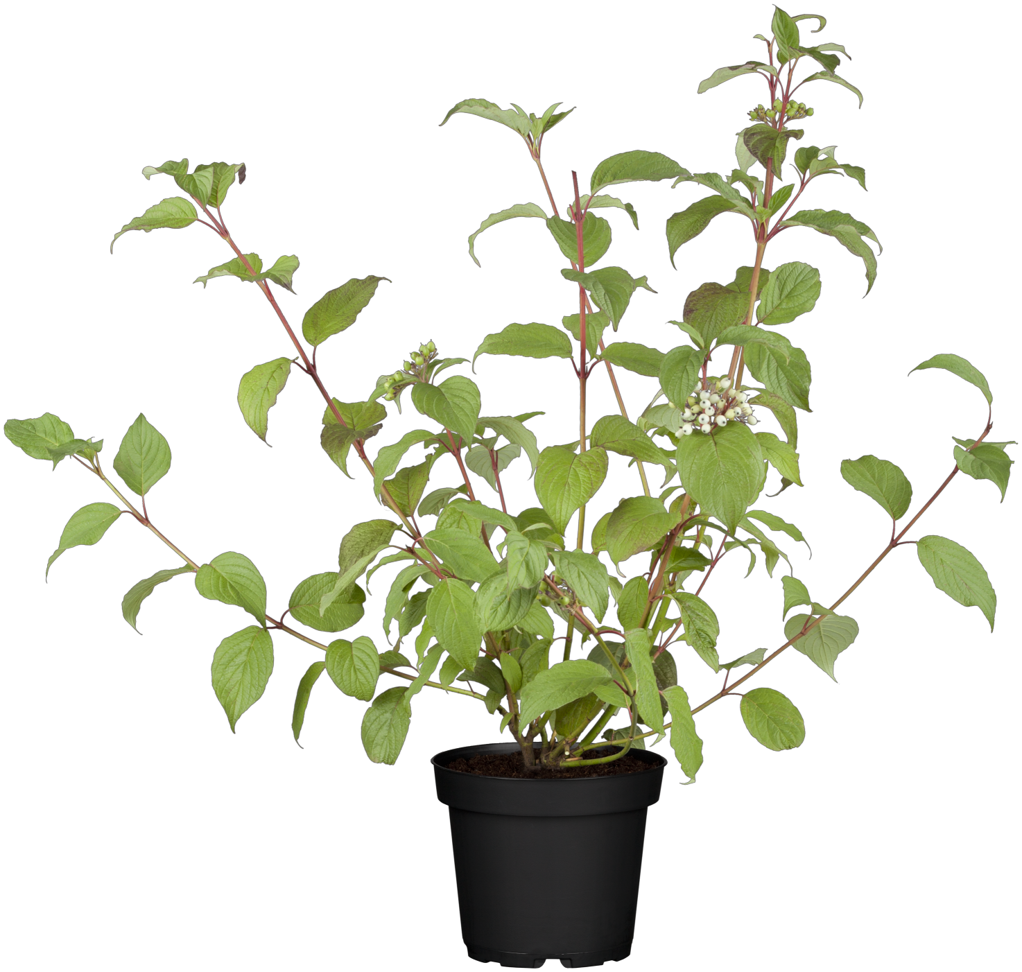 Cornus alba 'Kesselringii' (Schwarzholz-Hartriegel)