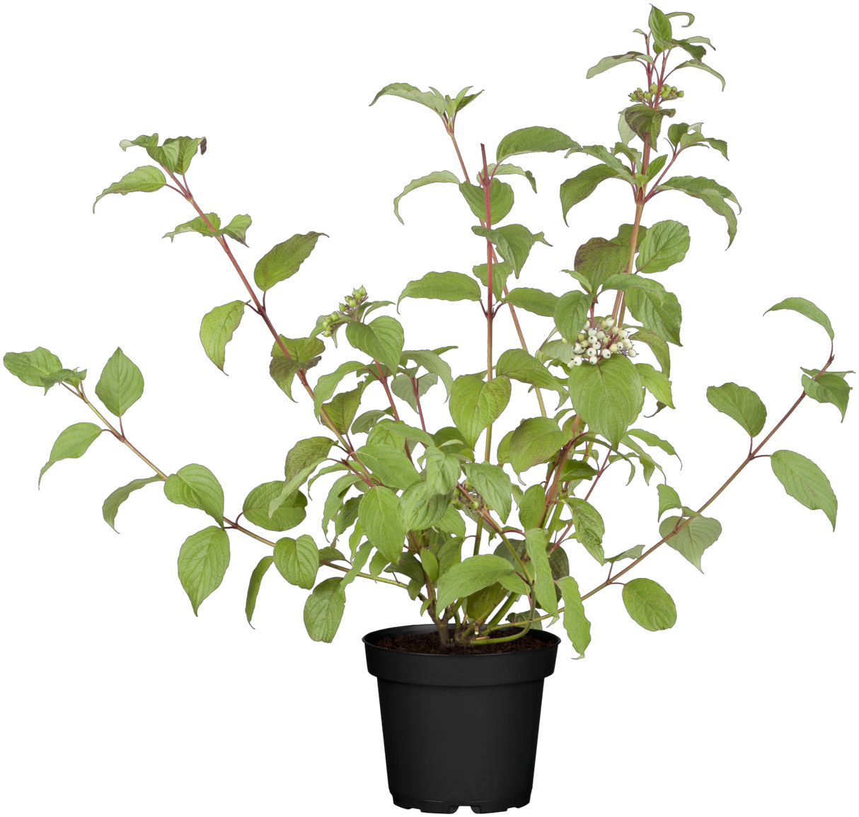 Cornus alba 'Kesselringii' im Topf, erhältlich von 40-60 bis 200-250 cm; Einsatz: ;;ab 5,25 Euro