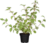 Cornus alba 'Kesselringii'; hier im Topf; winterhart; Einsatzmöglichkeit z.B. : Solitärgehölz; verfügbar in 10 Größen und Varianten;;ab 6,55 Euro