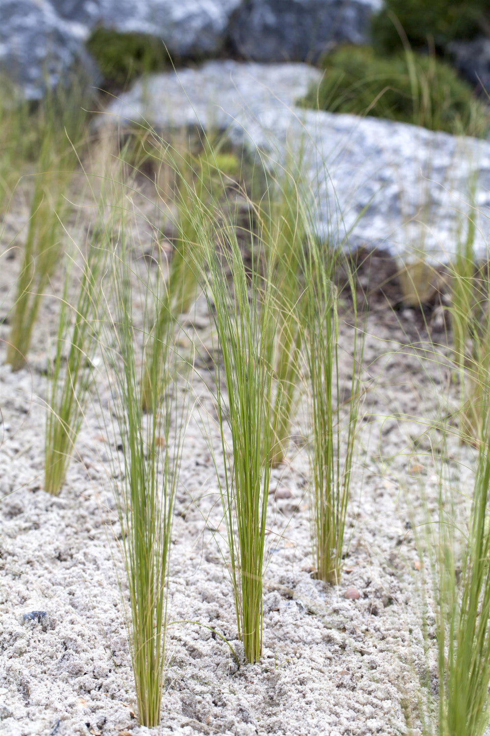 Stipa pennata ;;ab 7,50 Euro