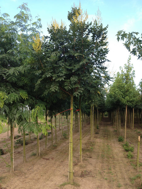 Goldregen; hier mit Blüte; herbstfärbung; Einsatzmöglichkeit z.B. : Straßenbäume;;Pflanzen vom Profi
