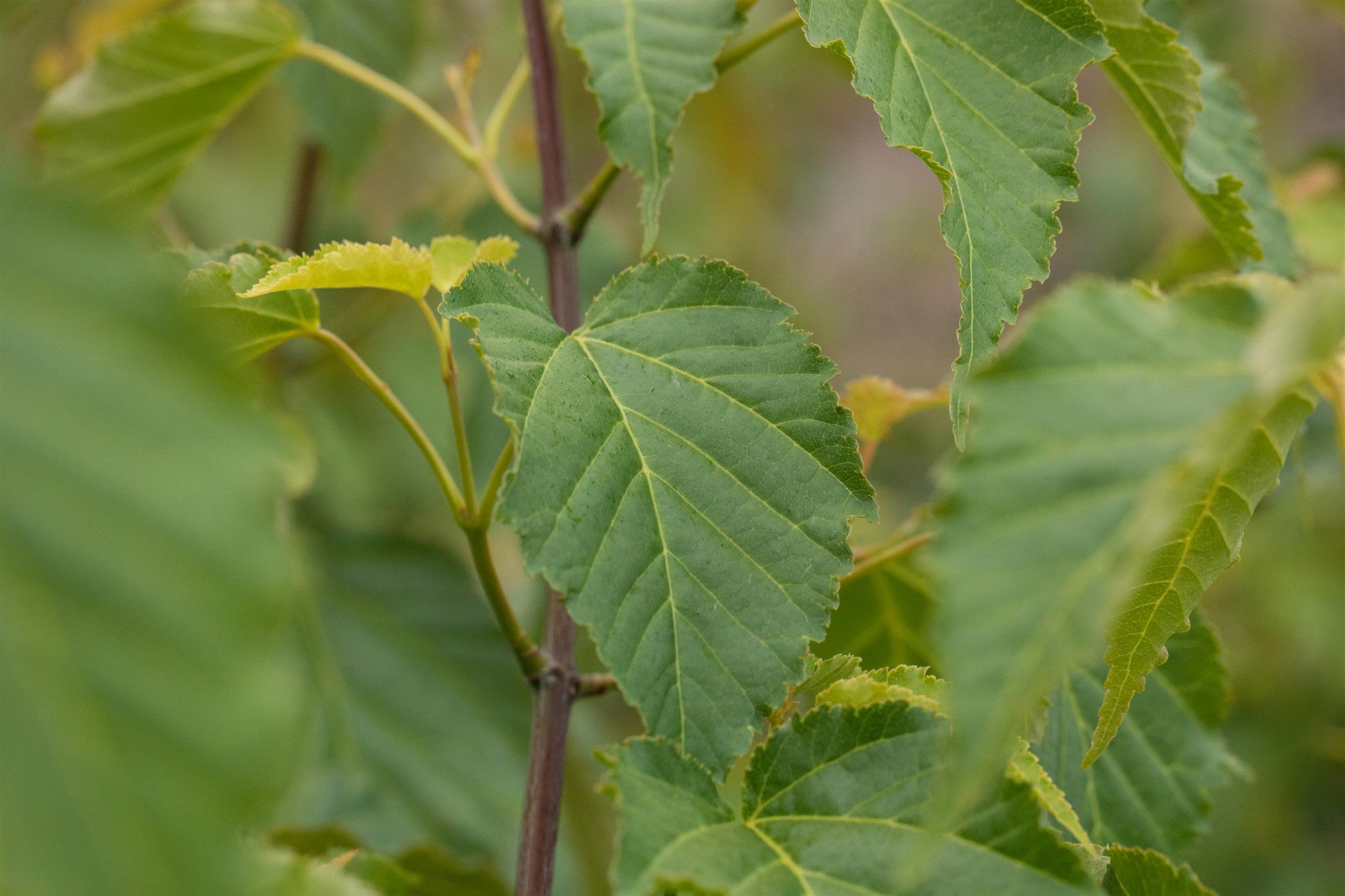 Acer davidii (Davidsahorn)