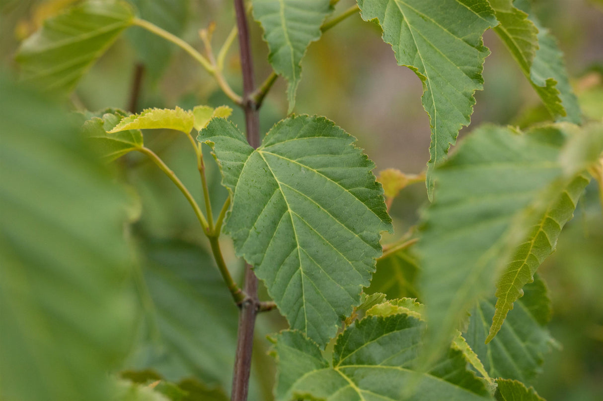 Acer davidii mit Belaubung, erhältlich von 40-60 bis 150-200 cm; Einsatz: ;;ab 26,60 Euro