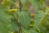 Acer davidii mit Belaubung, erhältlich von 40-60 bis 150-200 cm; Einsatz: ;;ab 26,60 Euro