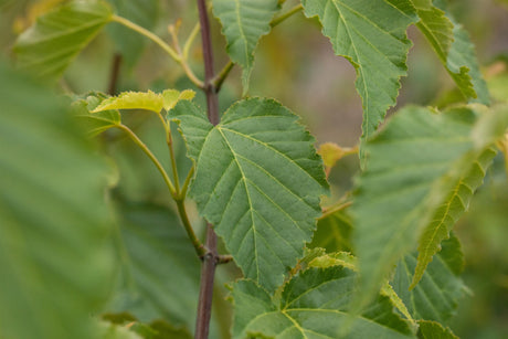 Acer davidii mit Belaubung, erhältlich von 40-60 bis 150-200 cm; Einsatz: ;;ab 26,60 Euro