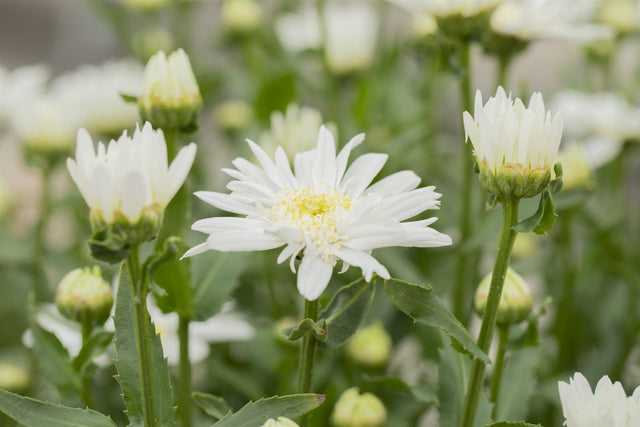 Leucanthemum x superb. 'Christine Hagemann' mit Blüte; Einsatz: ;;ab 4,95 Euro