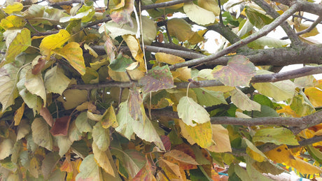 Malus tschonoskii; vorbereitet für Versand; robustheit; Einsatzmöglichkeit z.B. : Solitärpflanzung; erhältlich mit Stammumfang von 12-14 bis 20-25 cm;;günstig mit Qualität