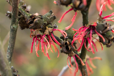 Hamamelis interm. 'Ruby Glow' mit Blüte, erhältlich von 40-60 bis 80-100 cm; Einsatz: ;;ab 47,20 Euro