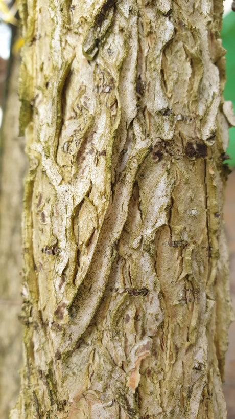 Baumhasel; Rinde; pflegeleicht; Einsatzmöglichkeit z.B. : Straßenbaum; erhältlich von 50-80 bis 450-650 cm;;hier kaufen