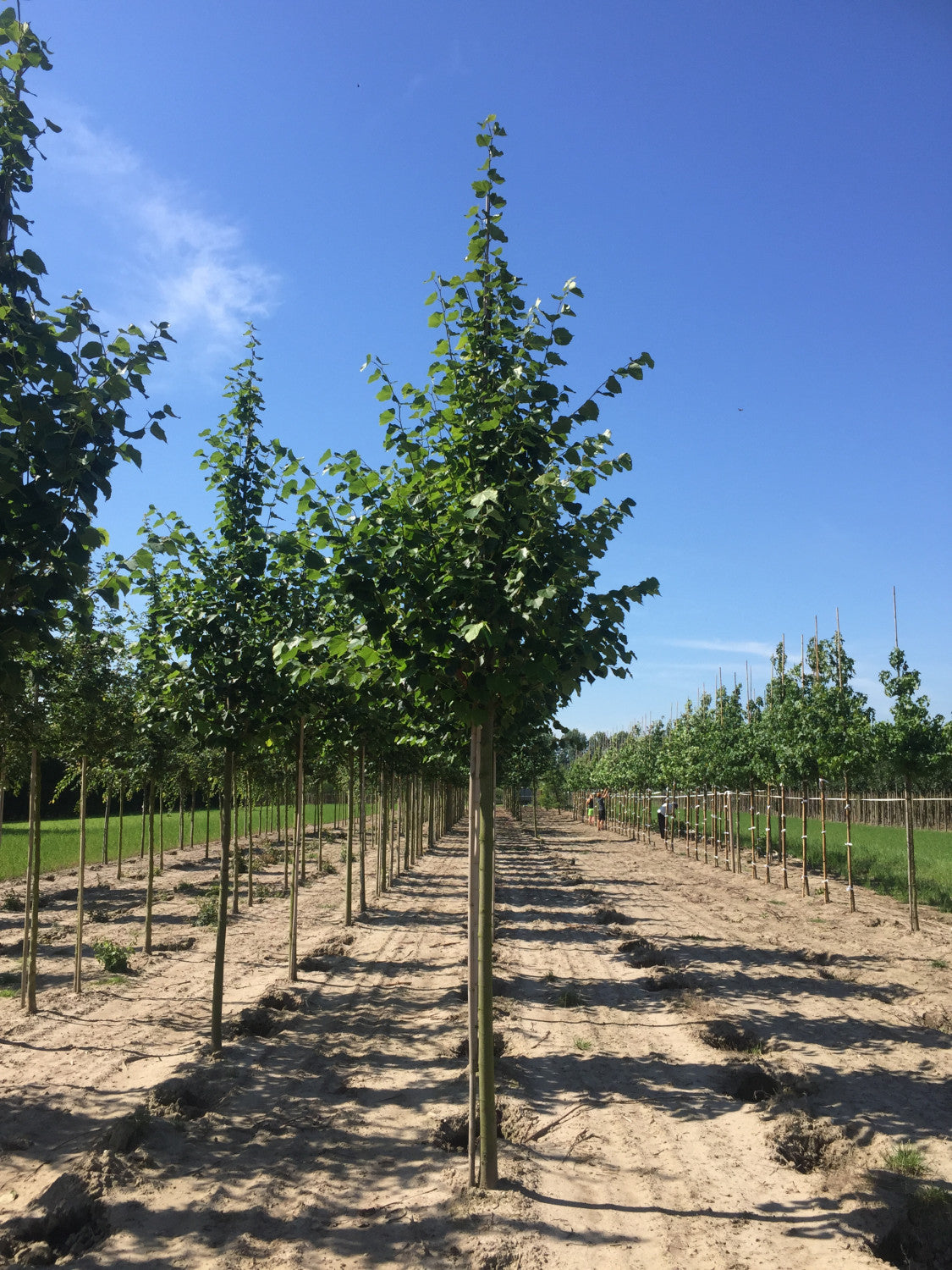 Lindenbaum 'Pallida' winterhart;;mit zeitnaher Lieferung