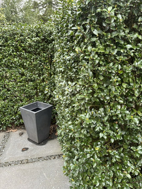 Ilex meserveae 'Heckenstar' als Hecke, erhältlich von 40-50 bis 60-80 cm;;ab 28,80 Euro