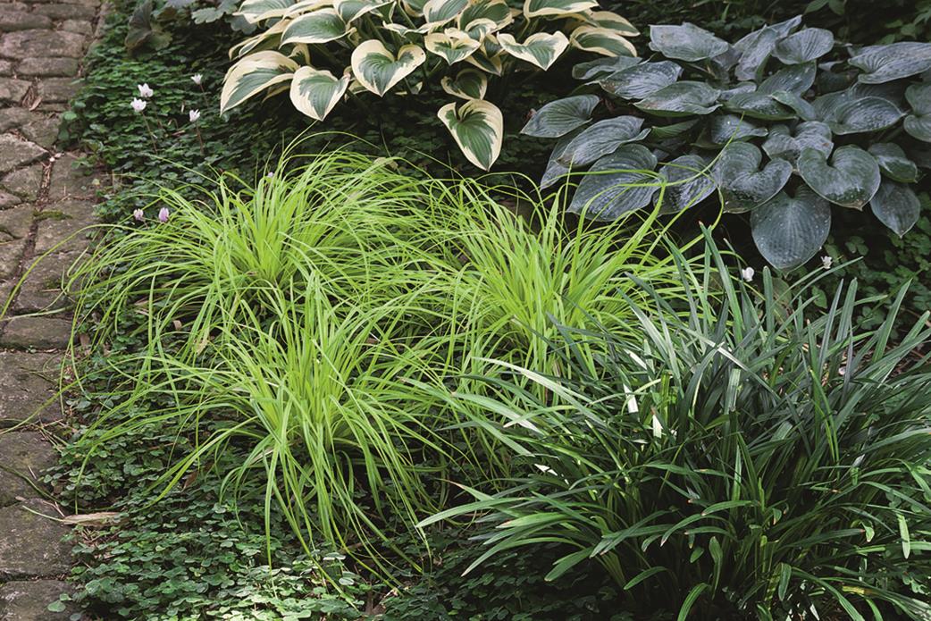 Carex oshimensis 'Evergreen' mit Belaubung; Einsatz: ;;ab 7,50 Euro