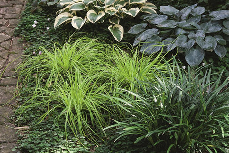 Carex oshimensis 'Evergreen' mit Belaubung; Einsatz: ;;ab 7,50 Euro