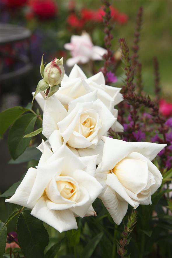 Rosa 'Ilse Krohn Superior' KL mit Blüte; Einsatz: ;;ab 11,80 Euro