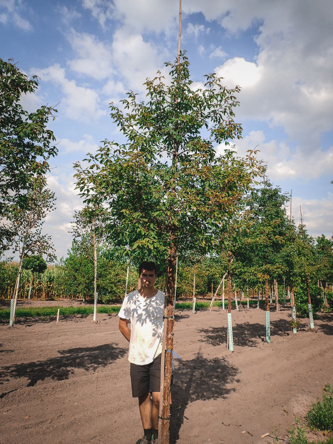 Acer griseum; dekorativ;;ab 67,60 Euro