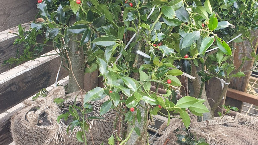 Gemeine Stechpalme; vorbereitet für Versand; industriefest; Einsatzmöglichkeit z.B. : Heckenpflanze; erhältlich von 40-60 bis 200-225 cm;;hier kaufen