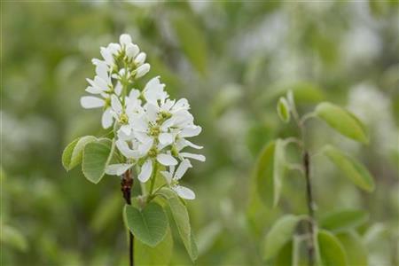 Amelanchier rotundifolia , erhältlich von 40-60 bis 200-250 cm;;ab 5,75 Euro