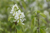 Amelanchier rotundifolia , erhältlich von 40-60 bis 200-250 cm;;ab 5,75 Euro