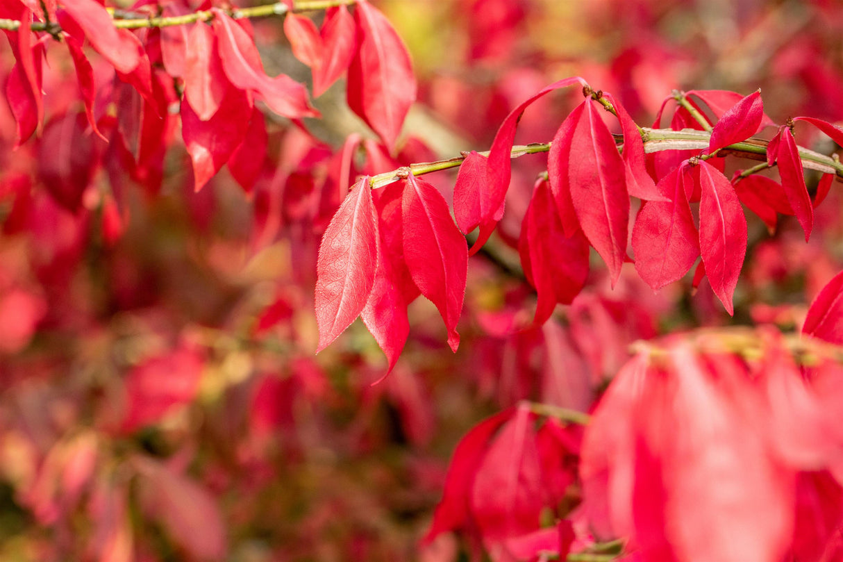 Euonymus alatus mit Herbstlaub, erhältlich von 40-60 bis 125-150 cm; Einsatz: ;;ab 35,60 Euro