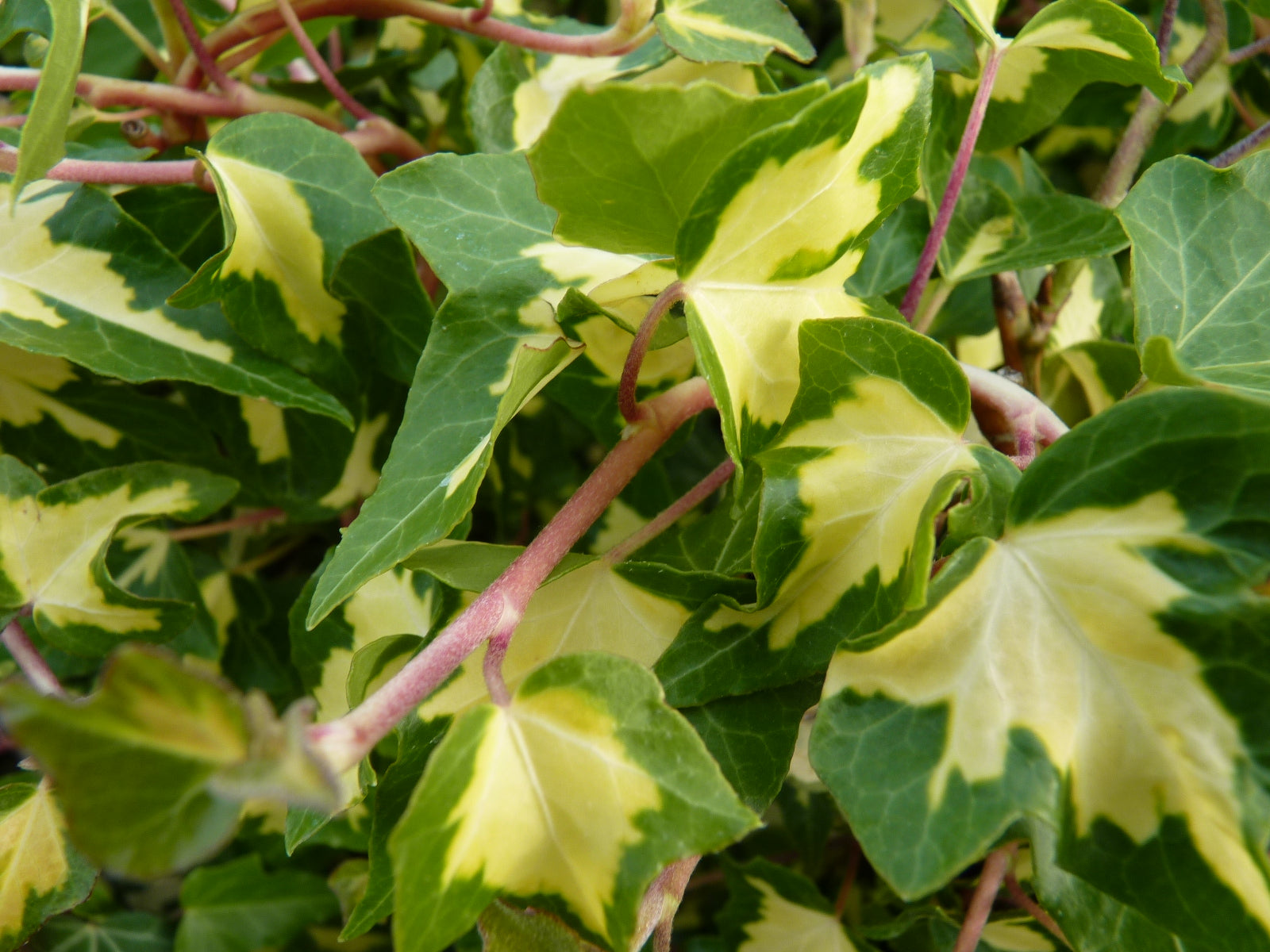 Hedera helix 'Goldheart' (Gelbbunter Efeu)