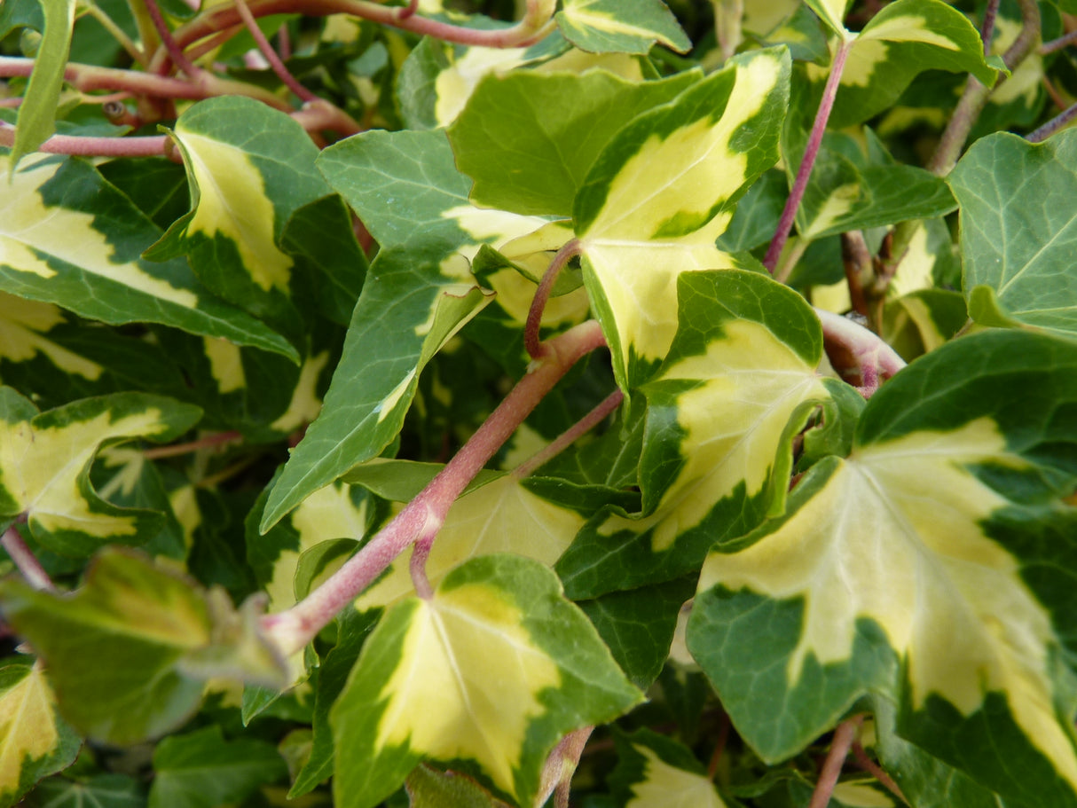 Hedera helix 'Goldheart' , erhältlich von 100-125 bis 125-150 cm;;ab 34,60 Euro
