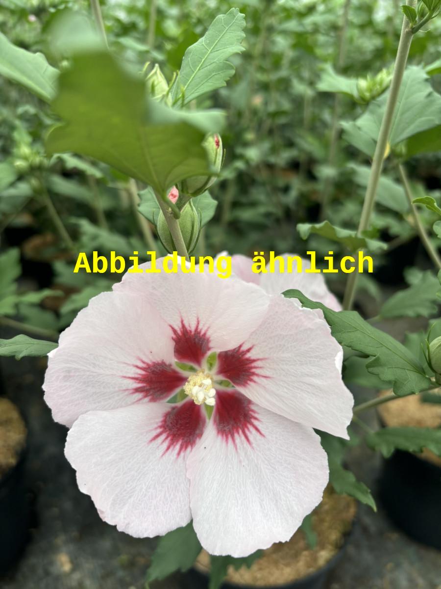 Hibiscus syriacus 'Melrose' (Garteneibisch 'Melrose')