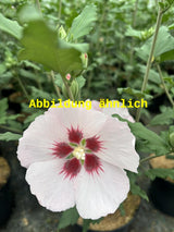 Genaues Foto für Hibiscus syriacus 'Melrose' folgt; dieses ähnliche Bild dient der Illustration von Garteneibisch 'Melrose'