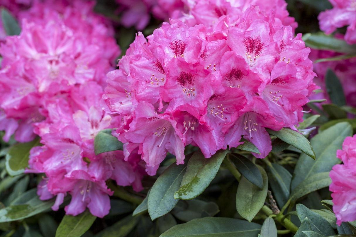 Rhododendron Hybr. 'Constanze' mit Blüte, erhältlich von 40-50 bis 80-90 cm; Einsatz: ;;ab 41,60 Euro