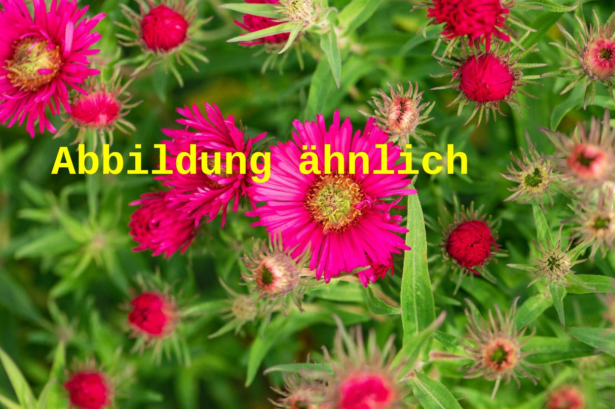 Aster novae-angliae 'Rubinschatz' (Garten-Raublatt-Aster)