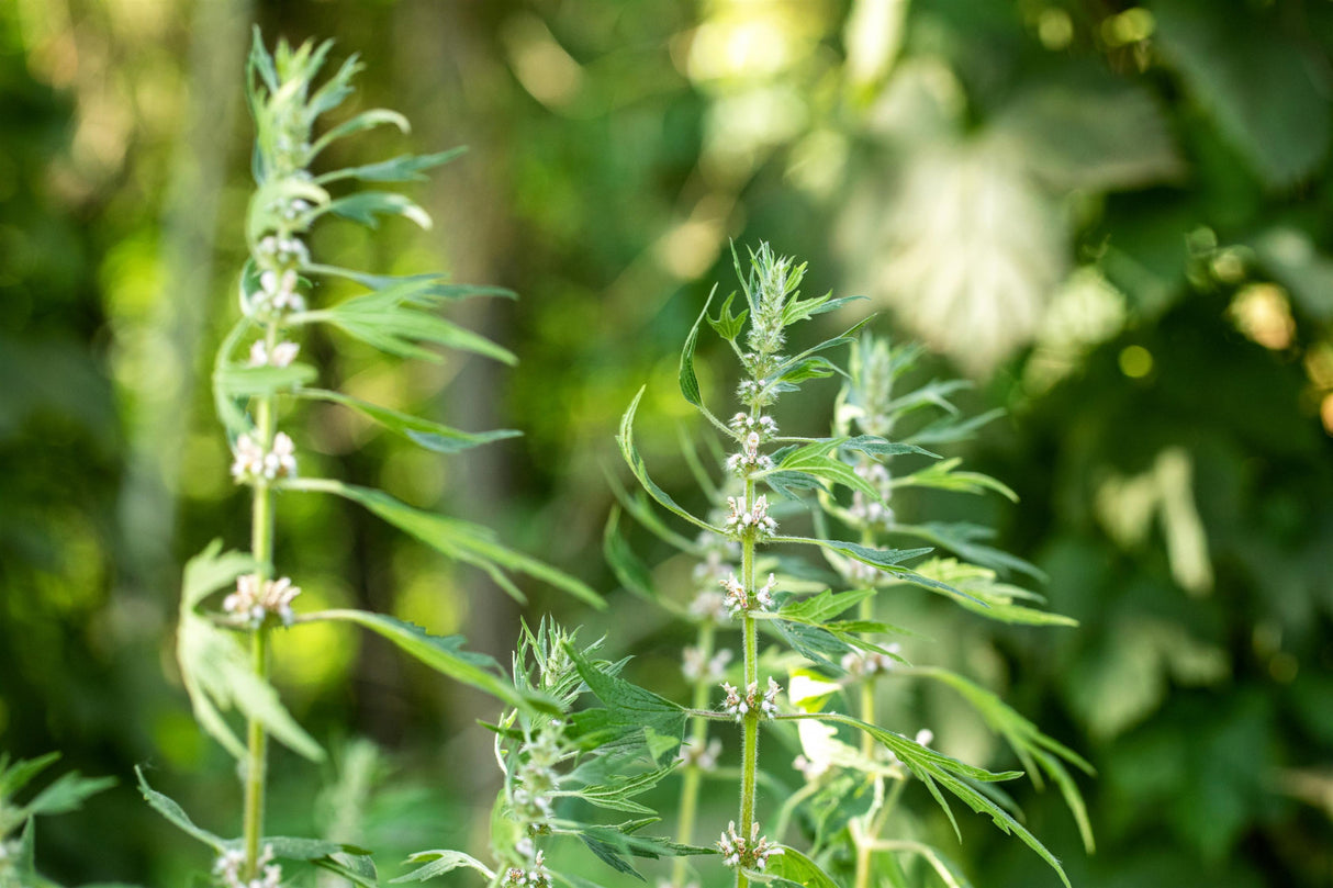 Leonurus cardiaca mit Blüte; Einsatz: ;;ab 5,40 Euro