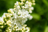 Syringa vulg. 'Marie Legraye'; hier mit Blüte; schöne Blüte; Einsatzmöglichkeit z.B. : Einzelstellung; verfügbar in 7 Größen und Varianten;;ab 10,30 Euro
