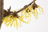 Hamamelis interm. 'Primavera' mit Blüte, erhältlich von 40-60 bis 125-150 cm; Einsatz: ;;ab 47,20 Euro