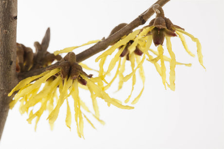 Hamamelis interm. 'Primavera' mit Blüte, erhältlich von 40-60 bis 125-150 cm; Einsatz: ;;ab 47,20 Euro