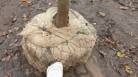 Apfel 'Rheinischer Bohnapfel' spät; hier als Ballenpflanze; mittelgroße Früchte; Einsatzmöglichkeit z.B. : Hausgarten; erhältlich von 150-200 bis 450-650 cm;;hier kaufen