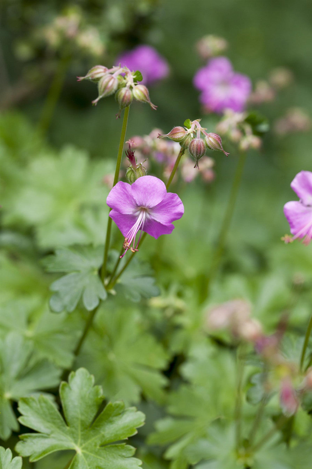 Geranium x cantabrigiense 'Berggarten' mit Blüte; Einsatz: ;;ab 3,30 Euro