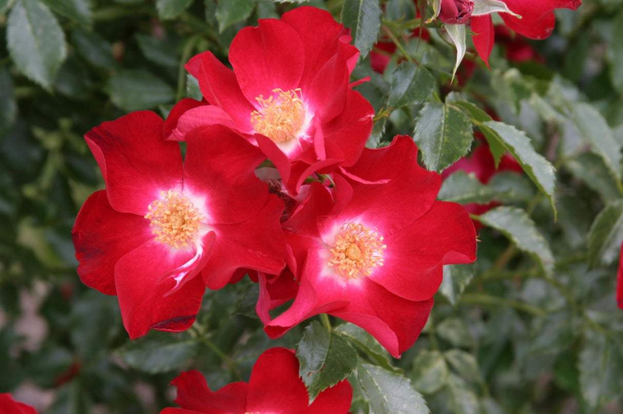 Rosa 'Dortmund' KL mit Blüte; Einsatz: ;;ab 11,80 Euro