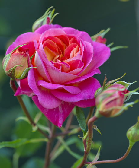 Rosa 'Midsummer' BT mit Blüte; Einsatz: ;;ab 10,90 Euro