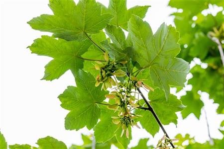 Acer pseudoplatanus HkG 80104 mit Früchten, erhältlich von 30-50 bis 80-120 cm; Einsatz: ;;ab 1,10 Euro