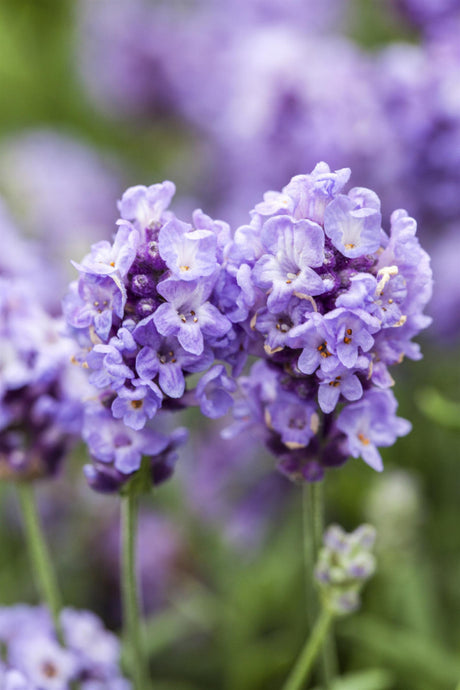 Lavandula angustifolia 'Essence Purple' mit Blüte; Einsatz: , ;;ab 3,64 Euro
