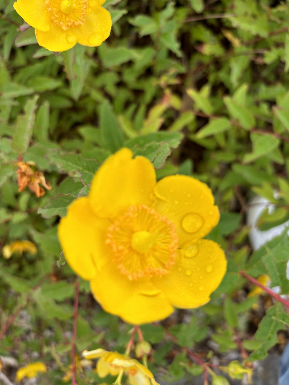 Hypericum 'Hidcote' mit Blüte, erhältlich von 20-30 bis 30-40 cm; Einsatz: ;;ab 5,00 Euro