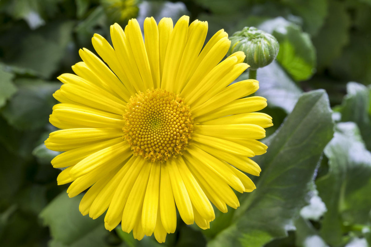Doronicum orientale 'Magnificum' mit Blüte; Einsatz: ;;ab 4,65 Euro
