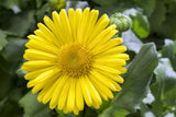 Doronicum orientale 'Magnificum' mit Blüte; Einsatz: ;;ab 4,65 Euro
