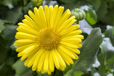 Doronicum orientale 'Magnificum' mit Blüte; Einsatz: ;;ab 4,65 Euro