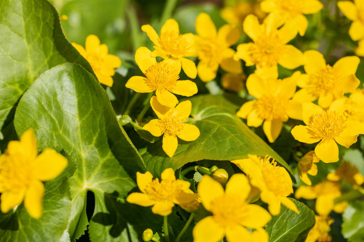 Caltha palustris ;;ab 3,50 Euro