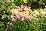 Genaues Foto für Astilbe japonica 'Europa' folgt; dieses ähnliche Bild dient der Illustration von Garten-Prachtspiere