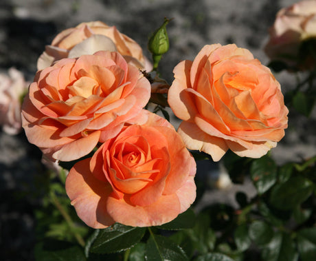 Rosa 'Bengali' BT mit Blüte; Einsatz: ;;ab 9,50 Euro