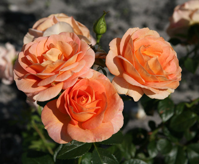 Rosa 'Bengali' BT mit Blüte; Einsatz: ;;ab 9,50 Euro